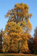 tulip tree